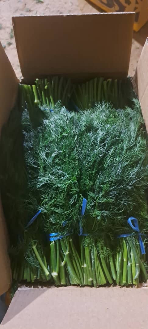 Sprzedam Piękny Koperek z importu świeży wjazd jutro