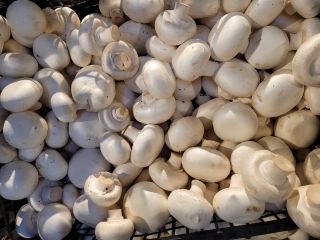 Good morning, I have a white mushroom for sale.