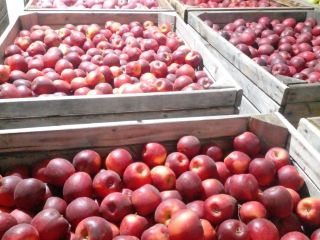 W sprzedaży posiadamy jabłka odmian: Golden Delicious, Fuji, Story