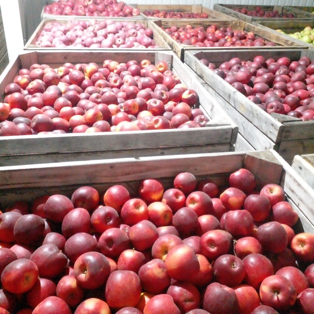 W sprzedaży posiadamy jabłka odmian: Golden Delicious, Fuji, Story Inored, Reinette Simirenko