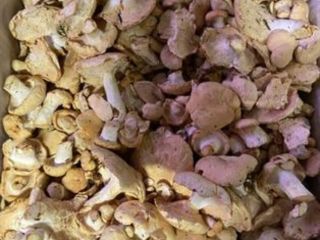 Se vende Angula de monte, 9 euro za kilogram,