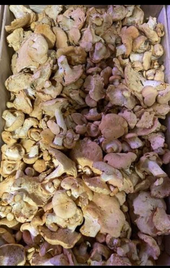 Se vende Angula de monte, 9 euro za kilogram, strefa Galicia