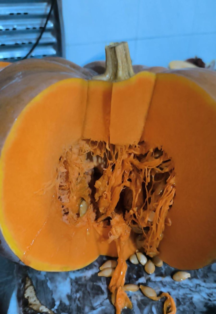 vendo calabaza bio con buen calidad origen de marruecos
