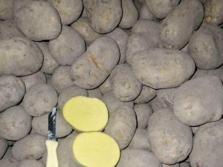 Cartofi SORAYA Oferim cartofi SORAYA de înaltă calitate, direct