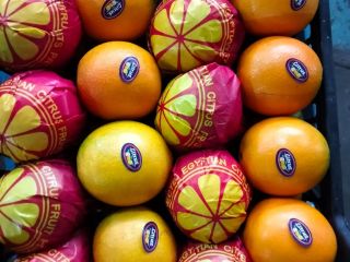 Pomarańcze Navel i Valencia Teleskopowe i z otwartym dachem,