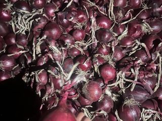 Na sprzedaż posiadam cebulę czerwoną, nadającą się do pakowania