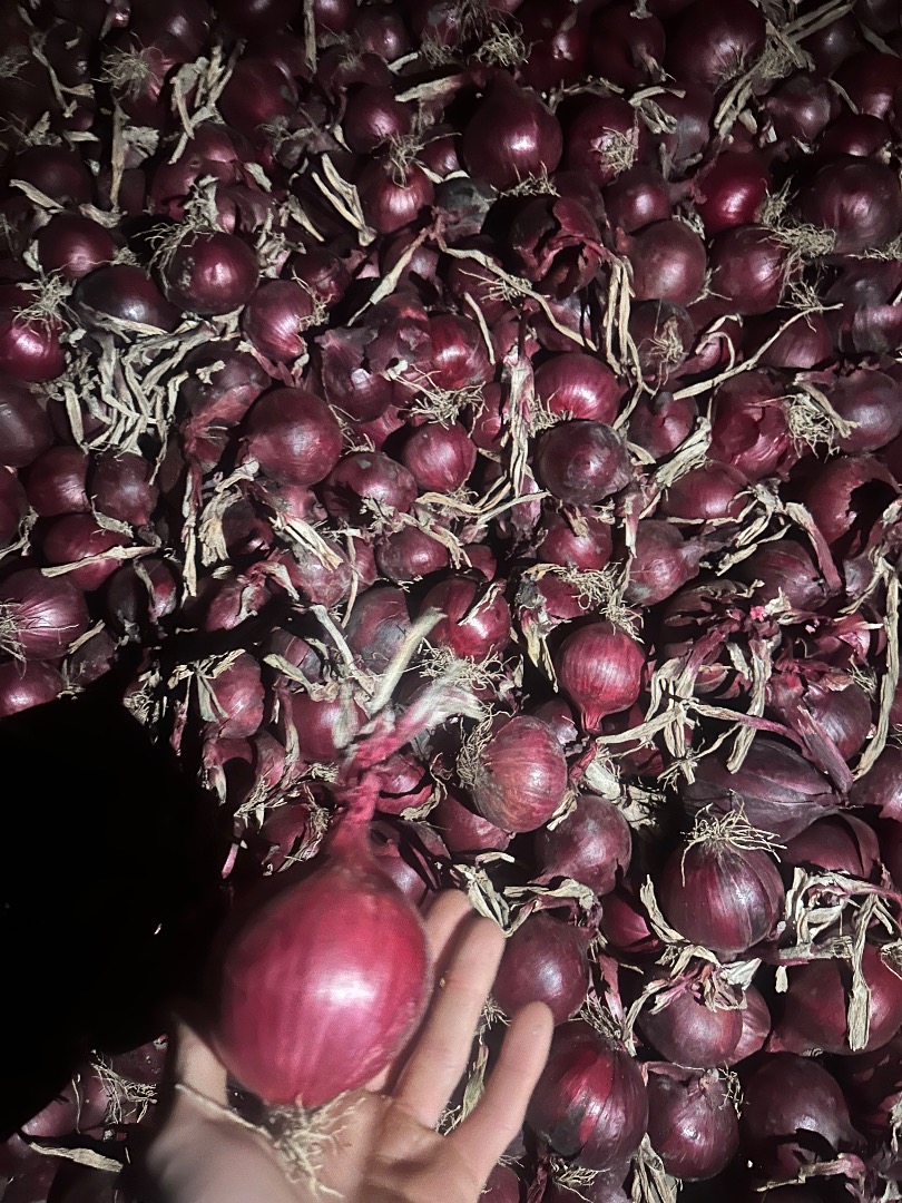 Na sprzedaż posiadam cebulę czerwoną, nadającą się do pakowania i do obioru na markiet