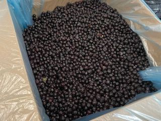 Oferujemy wysokiej jakości mrożone maliny, zbierane z ekologicznie czystych