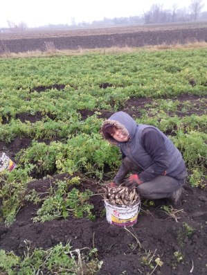 Pietruszka odmiany Arat smaczna, dobrze się przechowuje, kaliber od 2.5 do 5.5.Posiadam handlową jak również włoszczyzne