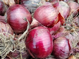 Sprzedam czerwoną cebulą