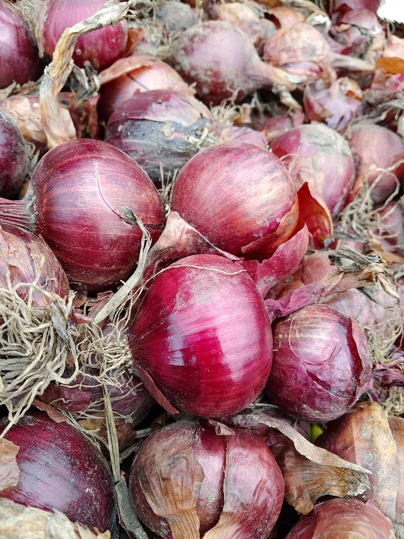 Sprzedam czerwoną cebulą