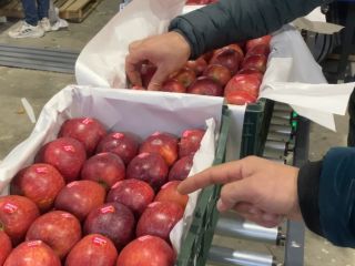 Cześć, nazywam się Daniel i mam wysokiej jakości jabłko