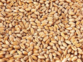 Sprzedaż hurtowa bezpośrednio od producenta w Kazachstanie: pszenica (150