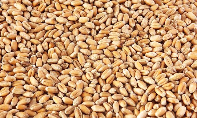 Sprzedaż hurtowa bezpośrednio od producenta w Kazachstanie: pszenica (150 000 t), len (20 000 t), soczewica czerwona (20 000 t), jęczmień (100 000 t), lucerna