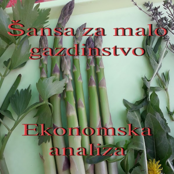 Szparagi zielone klasy ekstra, od 1 kwietnia do 1 czerwca