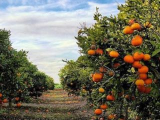 Świeże i pyszne pomarańcze bezpośrednio od Tortosa Szukasz najlepszych