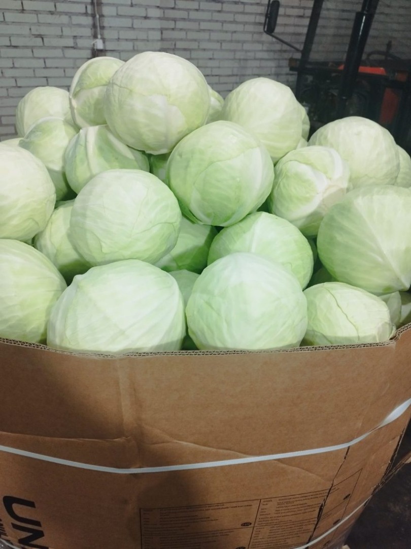 Sprzedam kapustę białą marketowa kaliber 1-4kg opakowanie karton box na palecie 1000kg