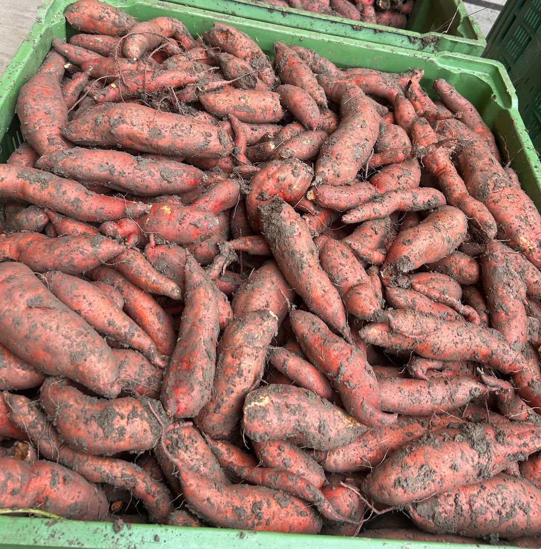 Zajmujemy się produkcją austriackich słodkich ziemniaków i nadal poszukujemy dealerów lub innych klientów