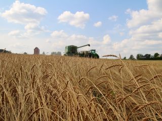 Organiczny orkisz łuskany (łuski usunięte i gotowe do zmielenia),