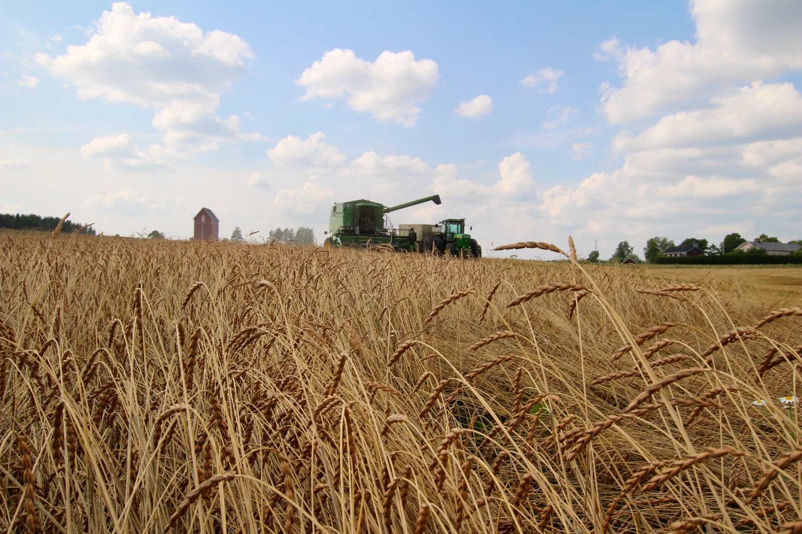 Organiczny orkisz łuskany (łuski usunięte i gotowe do zmielenia), który można sprzedawać luzem lub w dużych workach 1MT