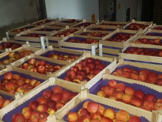 Świeże jabłka bezpośrednio od producenta W naszej ofercie znajdują