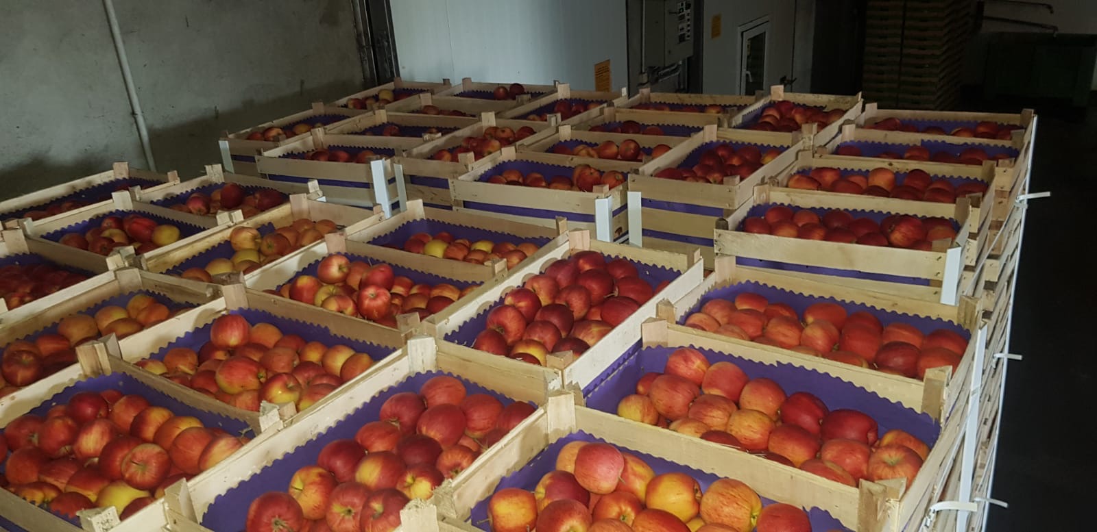 Świeże jabłka bezpośrednio od producenta W naszej ofercie znajdują się: • Jabłka Gala Royal, kalibracja 65+, • Pakowane w kartony 13 kg lub skrzynki drewniane