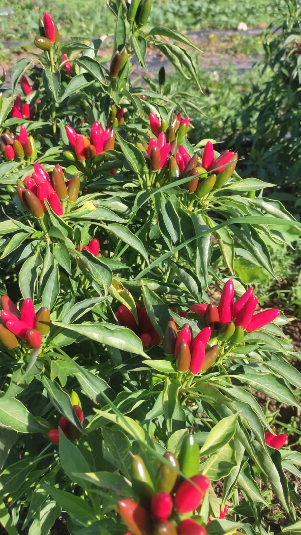 Na sprzedaż Piri-Piri picanto, dostępne po 15 czerwca 2025