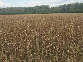 Organiczny ostropest plamisty. Suchy i czysty.