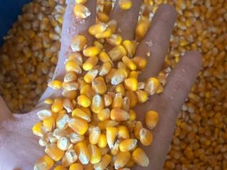 1. Produkt: ŻÓŁTA KUKURYDZA 2. Pochodzenie: ARGENTYNA 3. Specyfikacja: