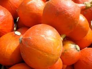 Szukamy organicznej dyni Hokkaido. Proszę złożyć ofertę.
