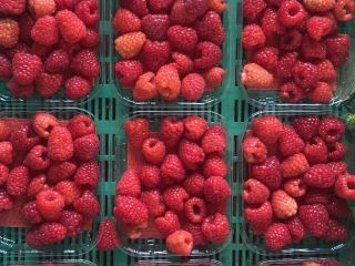 Witam , zajmujemy się produkcją malin tunelowych , porzeczki