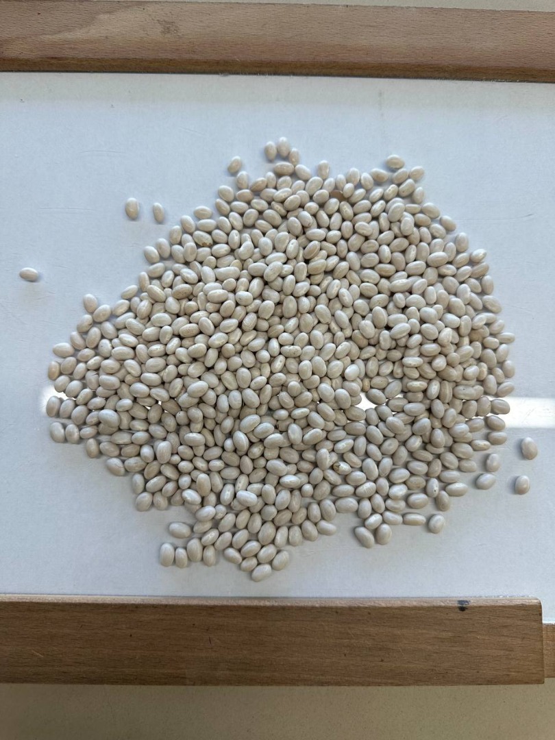 Dzień dobry! Drodzy klienci, Jesteśmy firmą: FLAX TRADE GROUP LTD z Ukrainy, z przyjemnością oferujemy Państwu wysokiej jakości obrane nasiona fasoli białej na