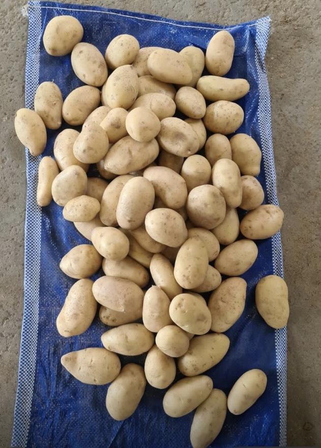 Kaliber duże (w ofercie również małe i średnie) Ziemniaki spunta , pakowane po 10kg lub do uzgodnienia
