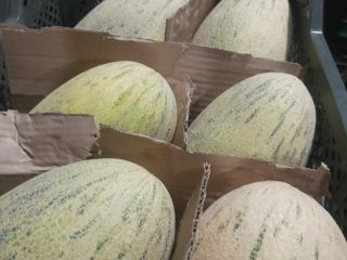 Liofilizowane owoce Truskawka - 16 USD kg Eksport na
