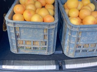 1200 ton grejpfrutów z Maroka.