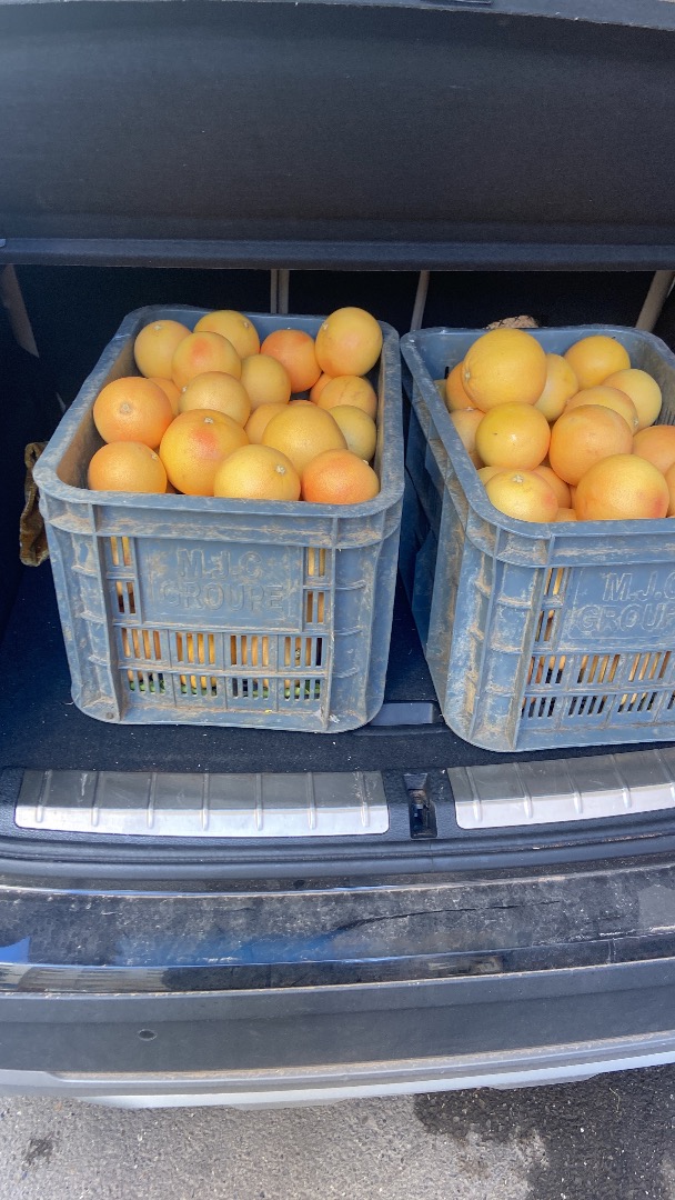 1200 ton grejpfrutów z Maroka