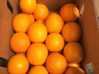 Witam, oferuję odmianę Valencia, kraj pochodzenia Egipt, port Koper,