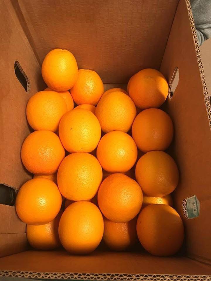 Witam, oferuję odmianę Valencia, kraj pochodzenia Egipt, port Koper, ilośći całosamochodowe