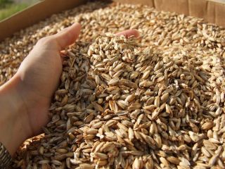 pszenica orkisz 110 ton 0,40 eur/kg z certyfikatem Primoris