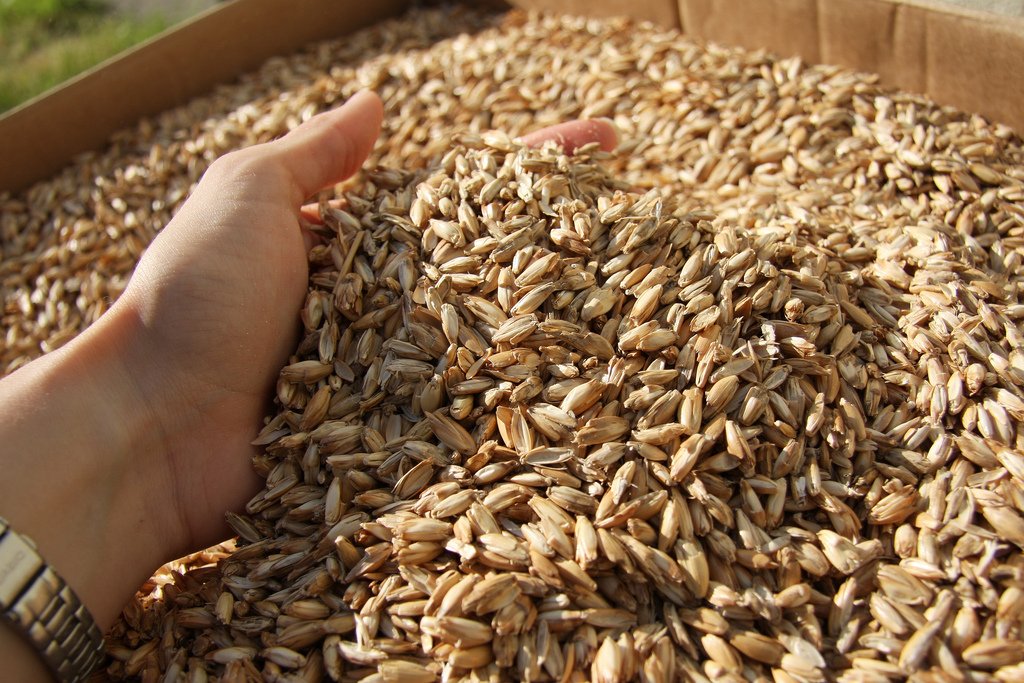 pszenica orkisz 110 ton 0,40 eur/kg z certyfikatem Primoris o niestosowaniu pestycydów cena exw