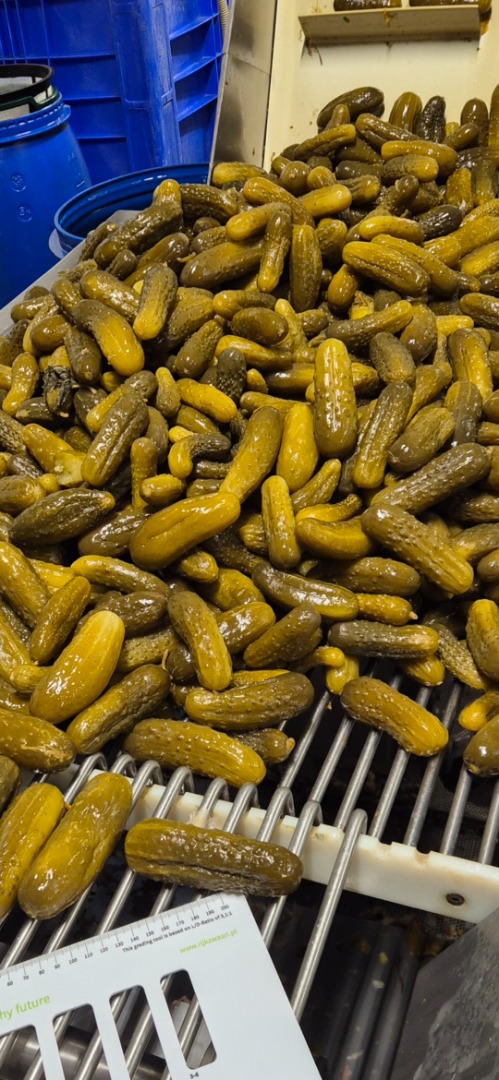 I will buy pickled cucumbers in brine