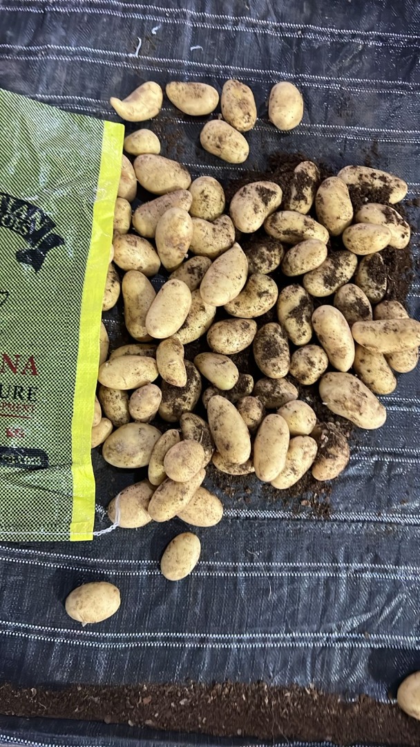 Możemy dostarczyć ziemniaki egipskie o rozmiarze 40/60 lub o dowolnym innym rozmiarze, pakowane w worki siatkowe o pojemności 10 kg i 25 kg