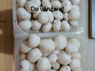 Pieczarki z ekologicznej uprawy!