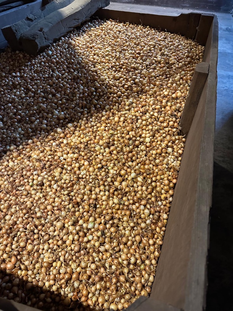 Witam szukam dla mojego klienta cebuli dymki Stuttgarter rozmiar 14/17 , 17/21 , 10/21 mm worki 10 kg 2-3 auta Kupię również Czosnek 1-2 auta