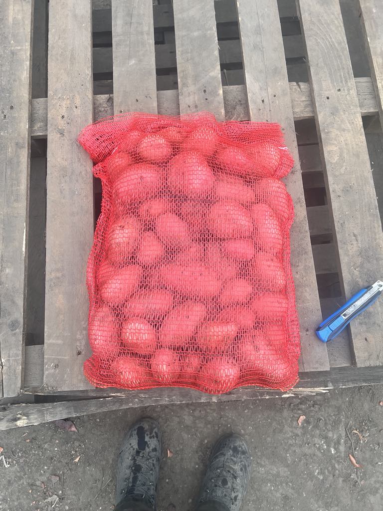 Sprzedam ziemniaki jadalne Redfantasy 45-75 Szczotkowane opakowanie 10 kg lub Big bag 1t-50t 0620\9521564 [numer telefonu] Proszę o kontakt w języku angielskim