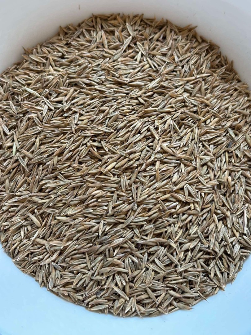 Sprzedam wysokiej jakości nasiona lucerny, koniczyny czerwonej oraz koniczyny inkarnatki (alfalfa seed, trifolium pratense, trifolium incarnatum) oraz inne