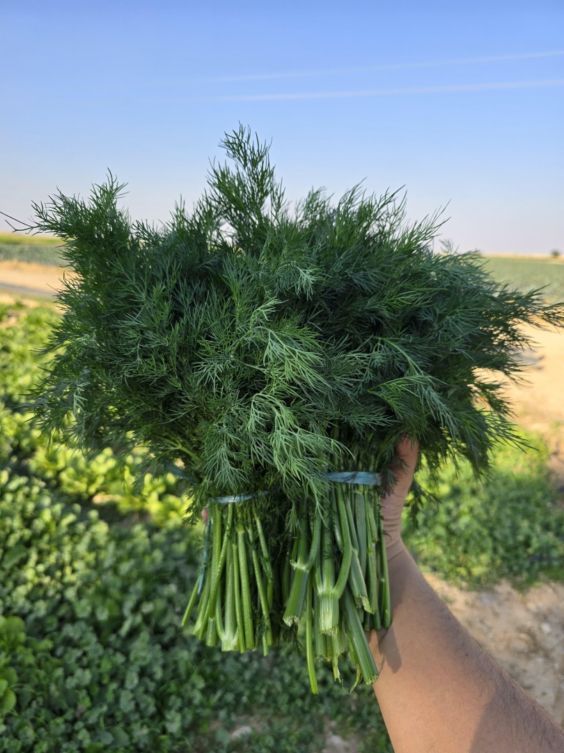 Świeży koper i pietruszka z Uzbekistanu – hurtowe ilości! Oferujemy wysokiej jakości koper i pietruszkę importowaną bezpośrednio z Uzbekistanu