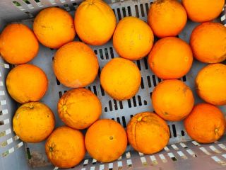 Sprzedam Pomarańcze Navel Povell Hiszpania. Jestem producentem. Pomarańcze świeżo