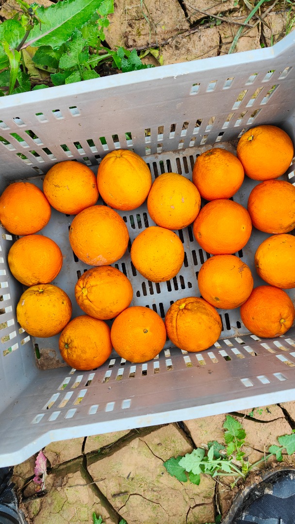 Sprzedam Pomarańcze Navel Povell Hiszpania