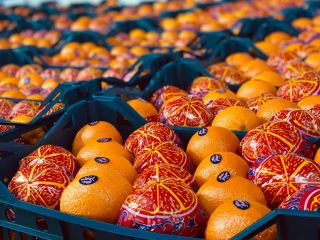 Świeża pomarańcza Valencia